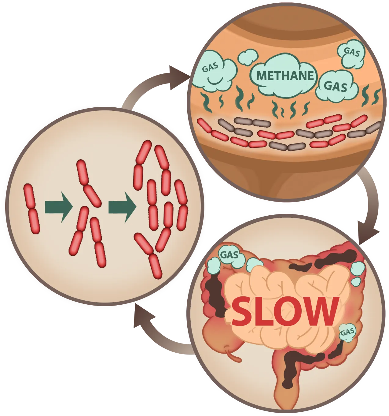 Emma Relief slows methane gas production for better digestion