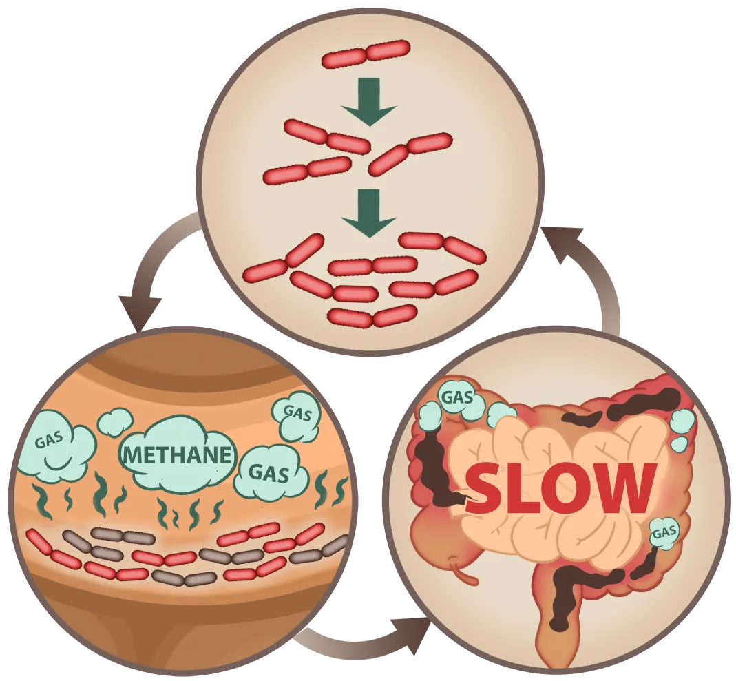 Emma Relief digestive process mobile illustration