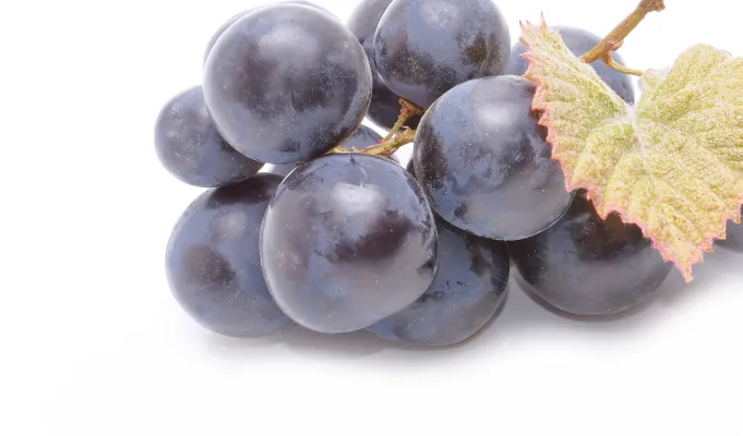 Resveratrol – Emma Relief antioxidant gut support ingredient