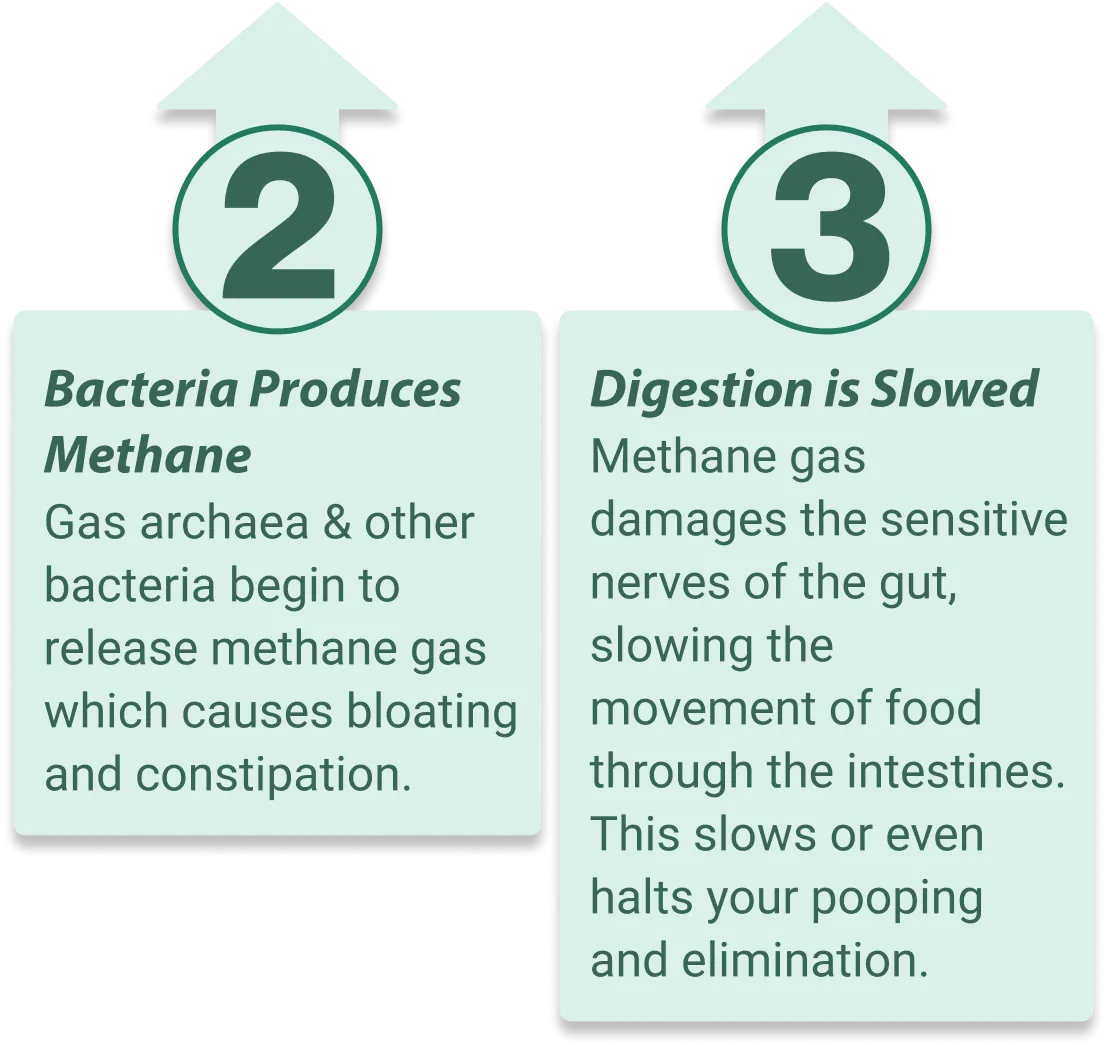 Emma Relief supports healthy gut microbiome balance